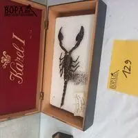 Schorpioen – kavel bij BOPA Auctions, Tielt