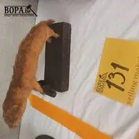 Taxidermie – kavel bij BOPA Auctions, Tielt