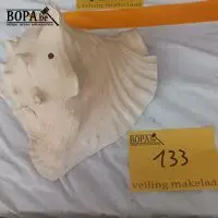 Schelp – kavel bij BOPA Auctions, Tielt