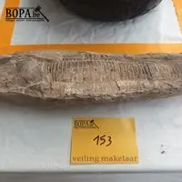 Fossiel – kavel bij BOPA Auctions, Tielt