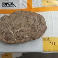Fossiel – kavel bij BOPA Auctions, Tielt