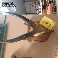 Gewei – kavel bij BOPA Auctions, Tielt