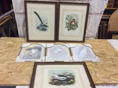 Lot kaders vogels 6st – kavel bij Vlavem