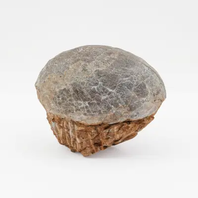 Fossil dinosaur egg. Upper Cretaceous, Majiacun formation, Hubei province, Southern China – kavel bij Bernaerts, Antwerp