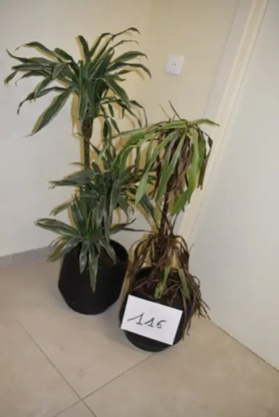 2 groene planten – kavel bij Auctionline, Anderlecht