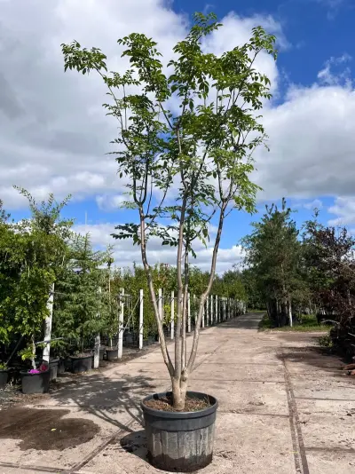Bomen, hagen en sierheesters afkomstig van Kwekerij de Koekoek – veiling bij Onlineveilingmeester, Ederveen