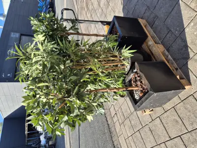 Partij kunstplanten – kavel bij Veilingwinnaar, Amsterdam-West