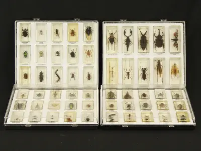 Natuurlot: 4 displayboxen met insecten en spinnen in harsblokken – kavel bij De Kringwinkel, Antwerpen