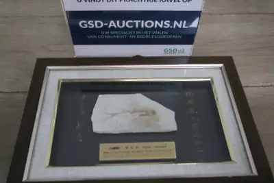 Visfossiel in lijst – kavel bij GSD Auctions, Zoeterwoude
