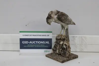 Taxidermie van roofvogel op houten standaard – kavel bij GSD Auctions, Zoeterwoude