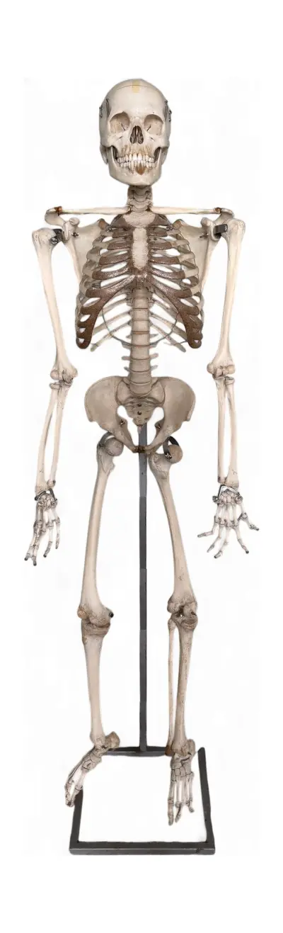 Anatomisch model menselijk skelet - India, ca. 1960 – kavel bij Veilinghuis Klinkhamer, Groningen