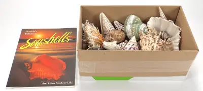 Verzameling schelpen en boek "Florida's Fabulous Seashells" - diverse mariene specimens – kavel bij Veilinghuis Klinkhamer, Groningen