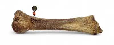 Fossiel hertenbot - Pleistoceen, ca. 40.000 jaar oud – kavel bij Veilinghuis Klinkhamer, Groningen