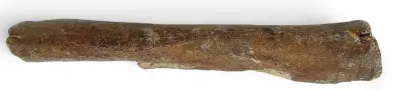 Spaakbeen hert – Pleistoceen, Noordzee, ca. 40.000 jaar oud – kavel bij Veilinghuis Klinkhamer, Groningen