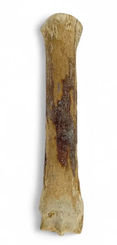 Fossiel middenvoetsbeen paard - Pleistoceen, Noordzee, ca. 40.000 jaar oud – kavel bij Veilinghuis Klinkhamer, Groningen