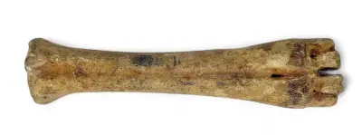Pleistoceen fossiel bot, prehistorische herkauwer – kavel bij Veilinghuis Klinkhamer, Groningen