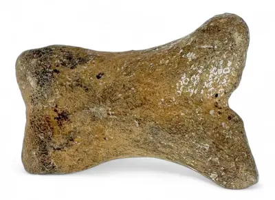 Fossiel teenkootje paard – Equus species, ca. 100.000 jaar oud, Noordzee – kavel bij Veilinghuis Klinkhamer, Groningen