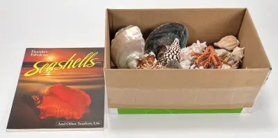 Verzameling schelpen en boek 'Florida's Fabulous Seashells' – kavel bij Veilinghuis Klinkhamer, Groningen