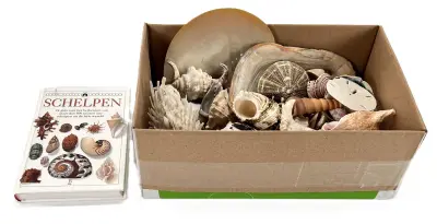Verzameling schelpen en boek "Schelpen"- diverse mariene specimens – kavel bij Veilinghuis Klinkhamer, Groningen