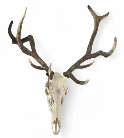 Hertengewei met schedel – taxidermie, 20e eeuw – kavel bij Veilinghuis Klinkhamer, Groningen