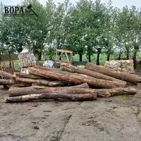 Boomstammen. 15 stuks – kavel bij BOPA Auctions, Houthulst