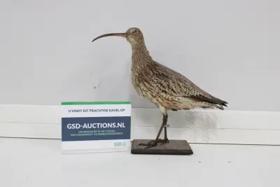 Opgezette Wulp - Taxidermi – kavel bij GSD Auctions, Zoeterwoude
