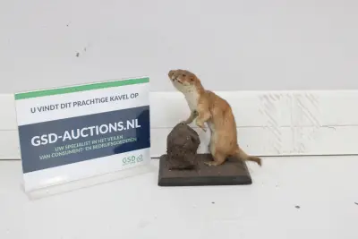 Opgezette wezel op houten standaard – kavel bij GSD Auctions, Zoeterwoude
