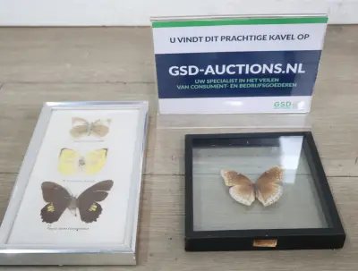 Ingelijste vlinderexemplaren – kavel bij GSD Auctions, Zoeterwoude