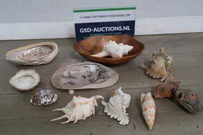 Set van diverse schelpen – kavel bij GSD Auctions, Zoeterwoude