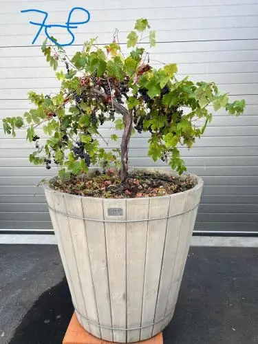 Eiken Plantenbak Met Druivelaar – kavel bij Openbare Verkopen, Waregem