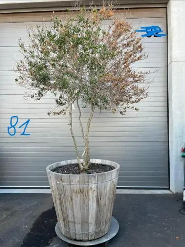 Plantenbak Met Meerstammige Boom – kavel bij Openbare Verkopen, Waregem