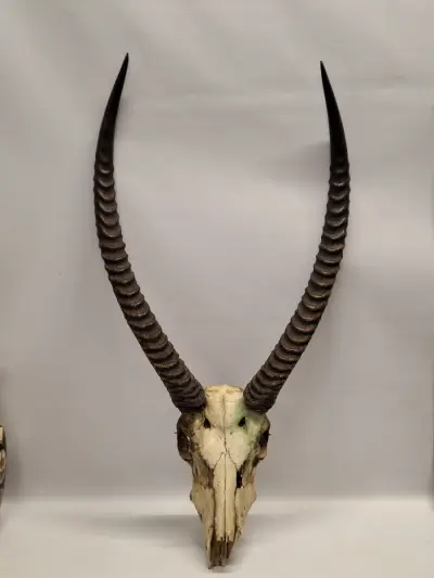 Schedel van een Afrikaanse ellipsenwaterbok met imposante hoorns – kavel bij De Kringwinkel, Gent