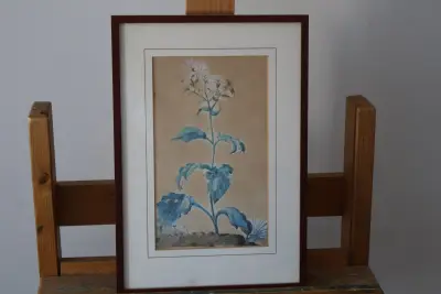 Ingelijste botanische aquarel'' – kavel bij GSD Auctions, Zoeterwoude