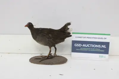 Opgezette waterhoen – kavel bij GSD Auctions, Zoeterwoude