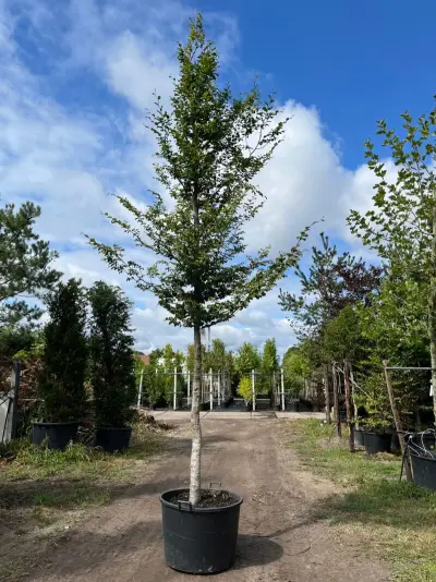 Beuk, Fagus Sylvatica, hoogstam, groenbladig, ca. 5-6 m hoog – kavel bij Onlineveilingmeester, Ederveen