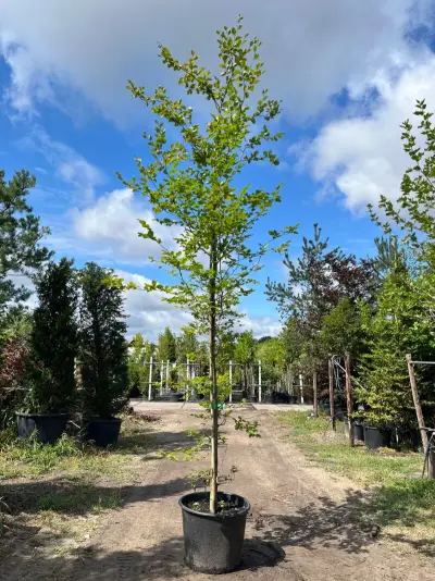4x Beuk, Fagus Sylvatica, geveerd, groenbladig, ca. 4-5 m hoog – kavel bij Onlineveilingmeester, Ederveen