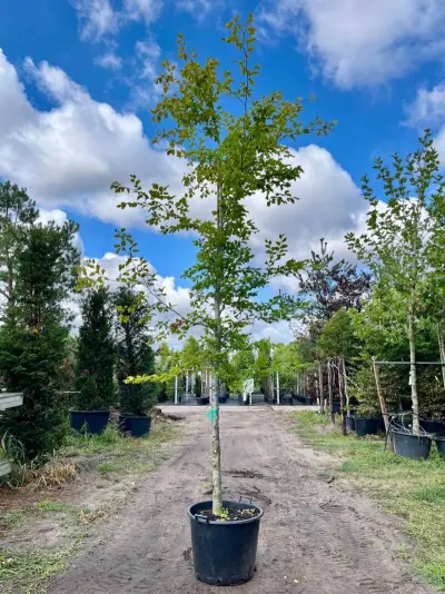 Beuk, Fagus Sylvatica, hoogstam, groenbladig, ca. 5 m hoog – kavel bij Onlineveilingmeester, Ederveen