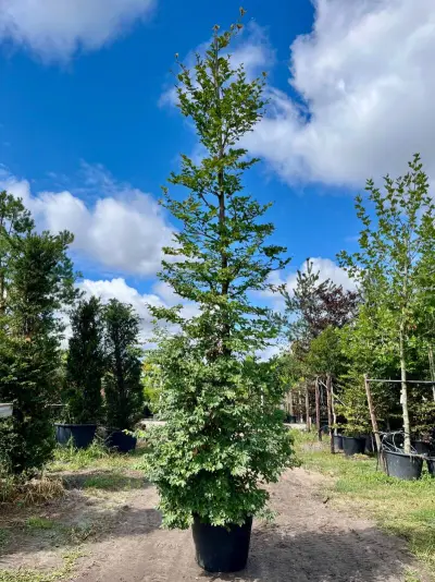 2x Beuk, Fagus Sylvatica, zuilvorm, groenbladig, ca. 5 m hoog – kavel bij Onlineveilingmeester, Ederveen
