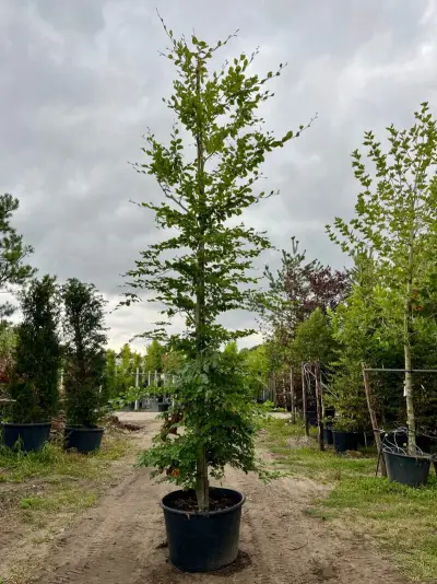 Ca. 10x Beuk, Fagus Sylvatica, geveerd, groenbladig/roodbladig, ca. 4-5 m hoog – kavel bij Onlineveilingmeester, Ederveen