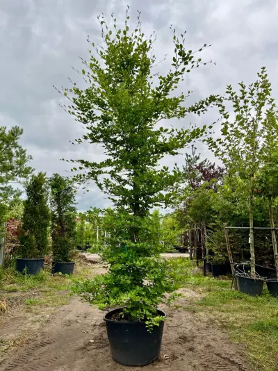 3x Beuk, Fagus Sylvatica, geveerd, groenbladig, ca. 5-6 m hoog – kavel bij Onlineveilingmeester, Ederveen
