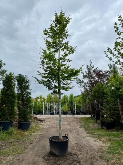 2x Beuk, Fagus Sylvatica, hoogstam, groenbladig, ca. 5-6 m hoog – kavel bij Onlineveilingmeester, Ederveen