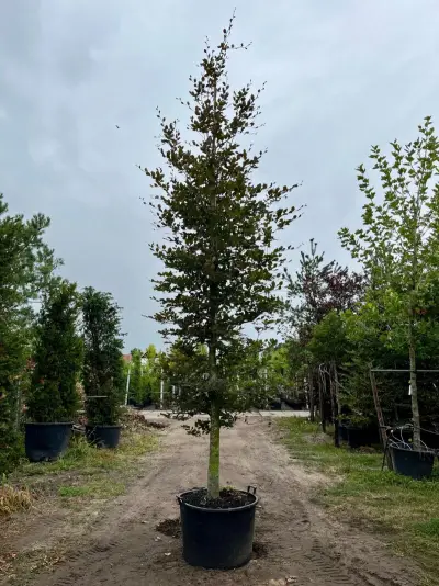 3x Rode beuk, Fagus 'Atropunicea', hoogstam, roodbladig, ca. 5-6 m hoog – kavel bij Onlineveilingmeester, Ederveen