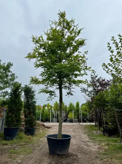 Beuk, Fagus Sylvatica, hoogstam, groenbladig, ca. 6 m hoog – kavel bij Onlineveilingmeester, Ederveen