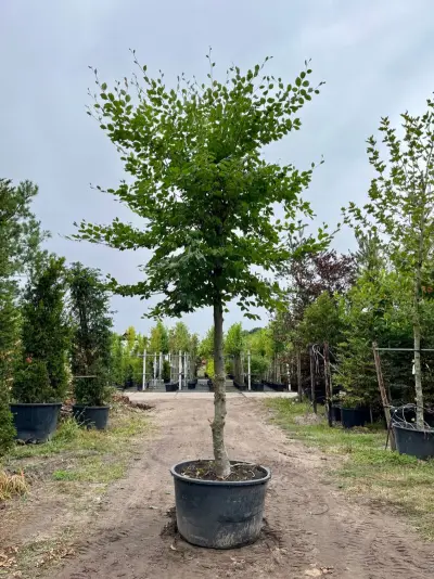 Beuk, Fagus Sylvatica, hoogstam, groenbladig, ca. 5 m hoog – kavel bij Onlineveilingmeester, Ederveen