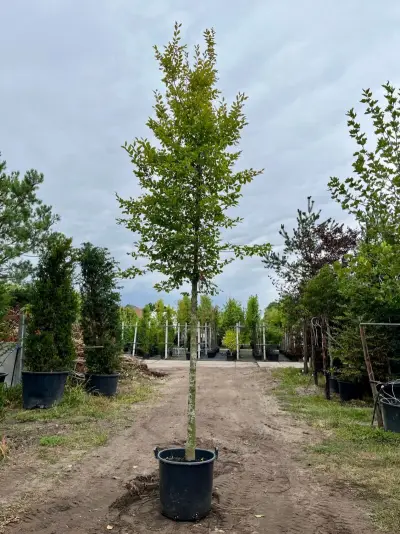 Haagbeuk, Carpinus Betulus, hoogstam, ca. 5-6 m hoog – kavel bij Onlineveilingmeester, Ederveen