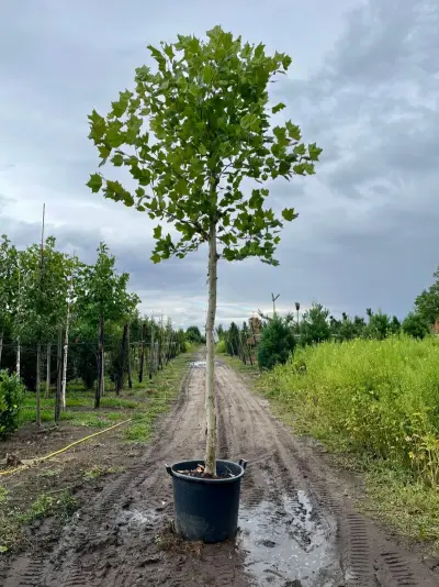 Plataan, Platanus Hispanica, hoogstam, ca. 5 m hoog – kavel bij Onlineveilingmeester, Ederveen