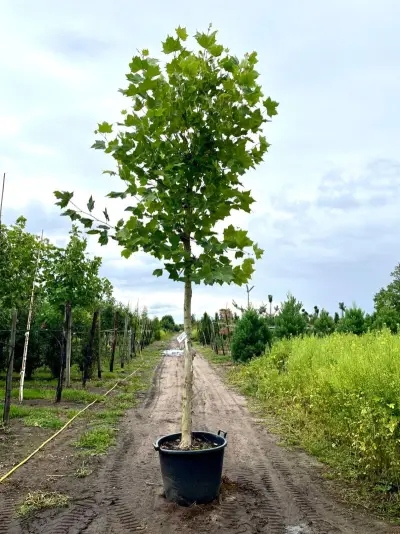 4x Plataan, Platanus Hispanica, hoogstam, ca. 5 m hoog – kavel bij Onlineveilingmeester, Ederveen