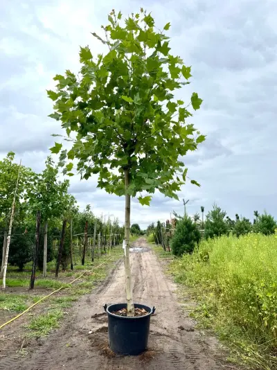 2x Plataan, Platanus Hispanica, hoogstam, ca. 5 m hoog – kavel bij Onlineveilingmeester, Ederveen