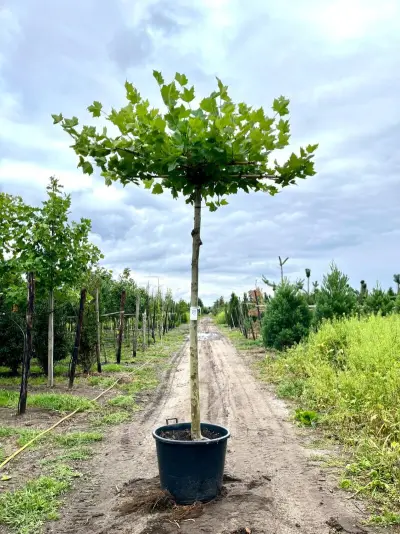 Plataan, Platanus Hispanica, dakboom, ca. 220cm stamhoogte – kavel bij Onlineveilingmeester, Ederveen