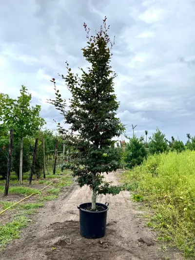 4x Rode beuk, Fagus 'Atropunicea', geveerd, roodbladig, ca. 4-5 m hoog – kavel bij Onlineveilingmeester, Ederveen